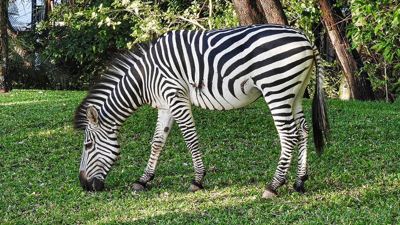 Zebra beim Grasen von Dieter Stahl