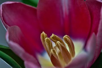 Nahaufnahme Tulpe von Lindy Schenk-Smit