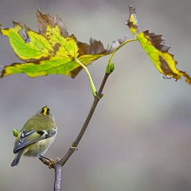Autumn tranquillity with Goldcrest by Jan Jongejan