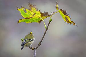 Herfststilte met Goudhaan
