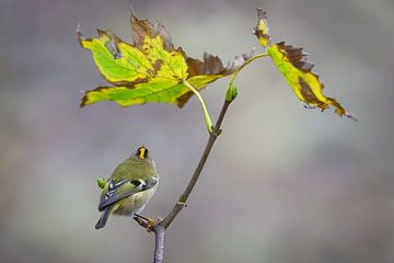 Autumn tranquillity with Goldcrest