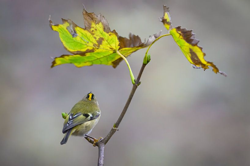 Herbstliche Beschaulichkeit mit Goldhähnchen von Jan Jongejan