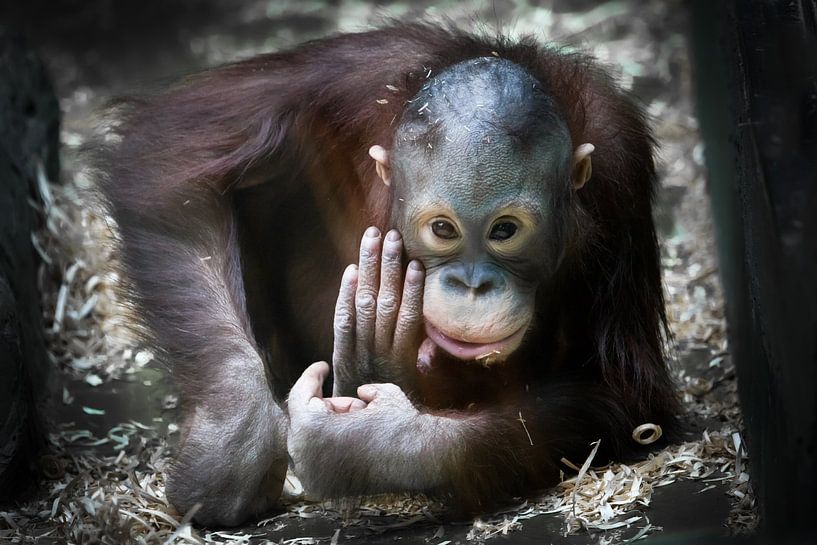 Kommen mit einem Streich lustige freche rosa mit roten Haaren jugendlich Orang-Utan Blick nach vorn  von Michael Semenov