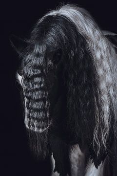 Gros plan Portrait d'art cheval sur Shirley van Lieshout