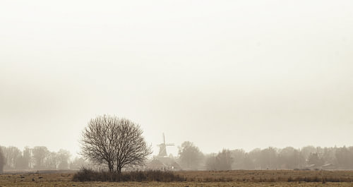 Eenzame Boom in de Mistige Polder
