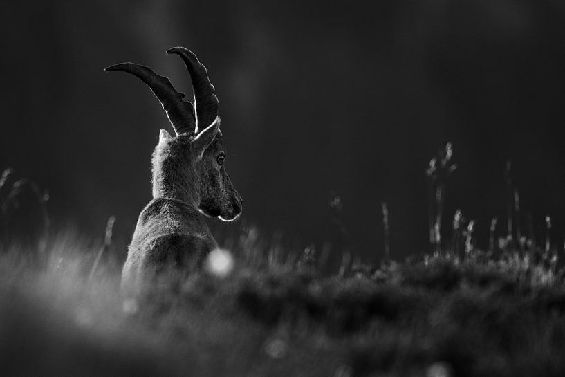 Steinbock von Lars Korzelius