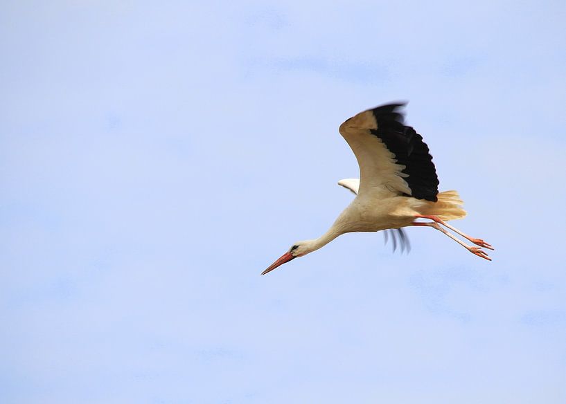 Storch im Flug von Jose Lok