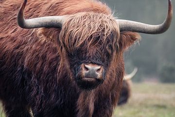 Schotse Hooglander van Martin Podt