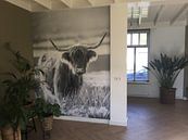 Customer photo: Portrait of a Scottish Cattle by Evelien Oerlemans