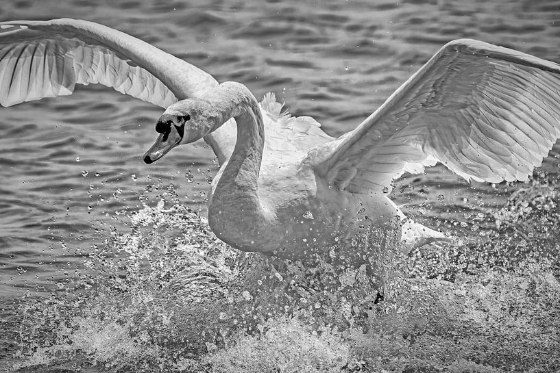 Landing swan by Pieter van Marion