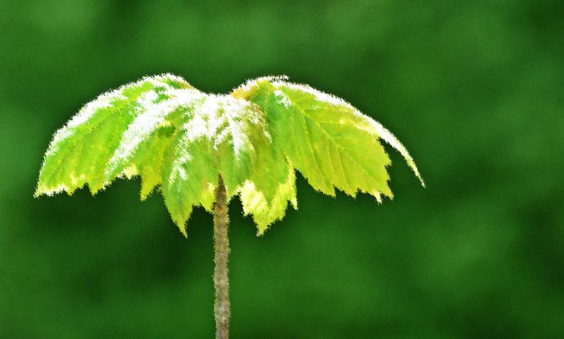 frische grüne  Blätter im Sonnenschein mixed media von Werner Lehmann