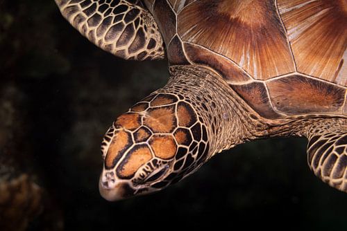Zeeschildpad, Mabul Island, Maleisie