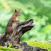 Eekhoorn in het bos van Melissa van der Wolde