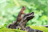Eekhoorn in het bos