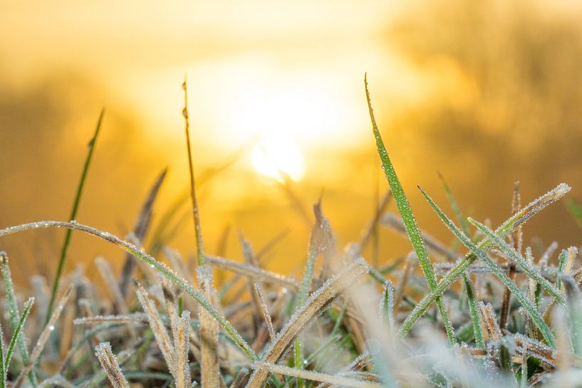 Rijp en zon  by Ab Donker