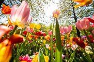 Kleurige Tulpen van Brian Morgan thumbnail