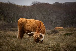 Ein schottischer Highlander grast in einer natürlichen, zerklüfteten Dünenlandschaft an der nordholländischen Küste bei Bergen aan Zee