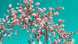 Desert Flowers Photo Canvas – Colourful Nature Photography Wall Decoration14 by FotoDennis.com | Werk op de Muur