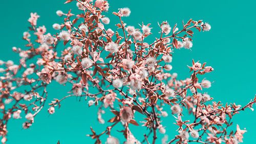 Woestijn Bloemen Foto Canvas – Kleurrijke Natuurfotografie Wanddecoratie14