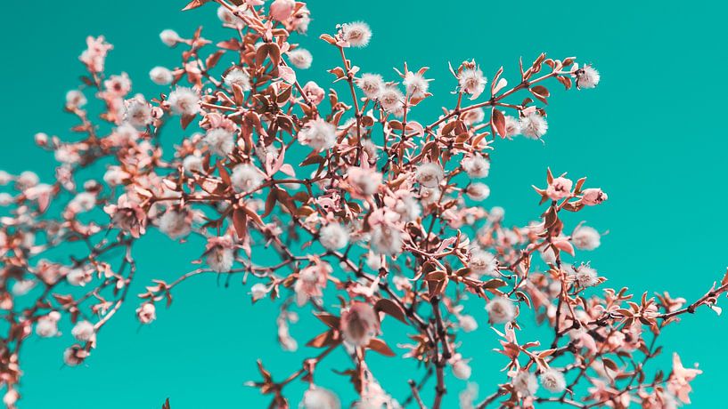 Le désert californien en fleurs 14 par FotoDennis.com | Werk op de Muur