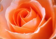 Oranje roos van LHJB Photography thumbnail