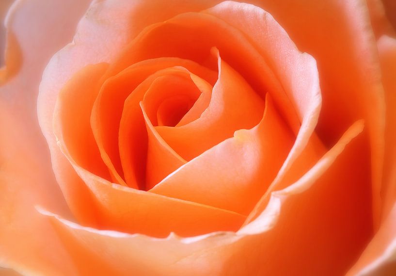 Oranje roos van LHJB Photography