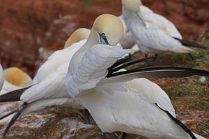 Brütende Basstölpel auf der Insel Helgoland.