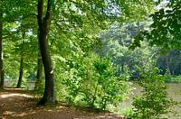 Aan de waterkant in het bos