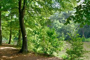 Aan de waterkant in het bos van Corinne Welp