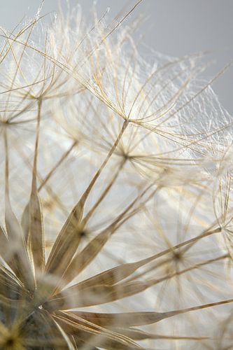 Een morgenster in het licht