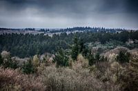 Paysage forestier du Limbourg