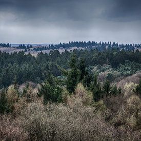 Limburg forest landscape by MM Imageworks