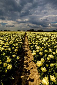 Flevo tulips by peterheinspictures