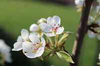 Pear blossom