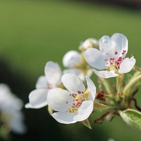 Birnenblüte von Maartje Martens-Brouwer