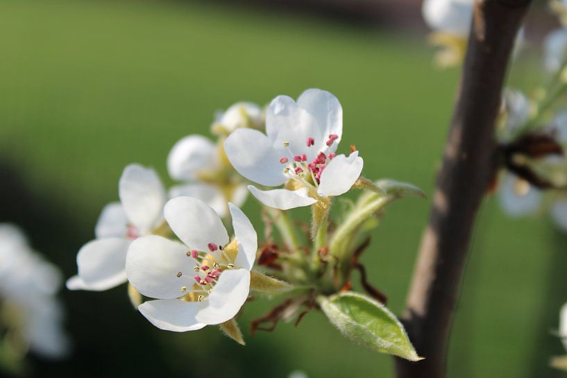 Fleur de poirier par Maartje Martens-Brouwer