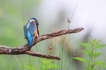 Ijsvogel van Karin van Rooijen Fotografie