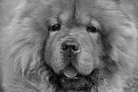HUNDE 13 von Miroslav Ptacek