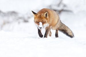 Rotfuchs im Schnee