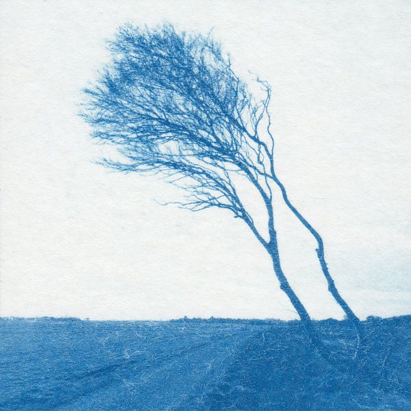 Wind-blown tree Kooiweg by Natasja Vugts