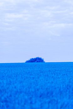 Un espoir rouge dans un univers bleu