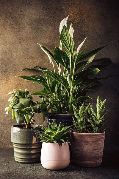 Zimmerpflanzen von Iryna Melnyk