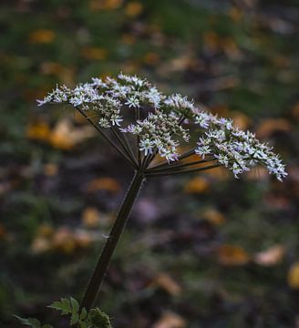 Elegantie van wilde bloemen van Ilona Water
