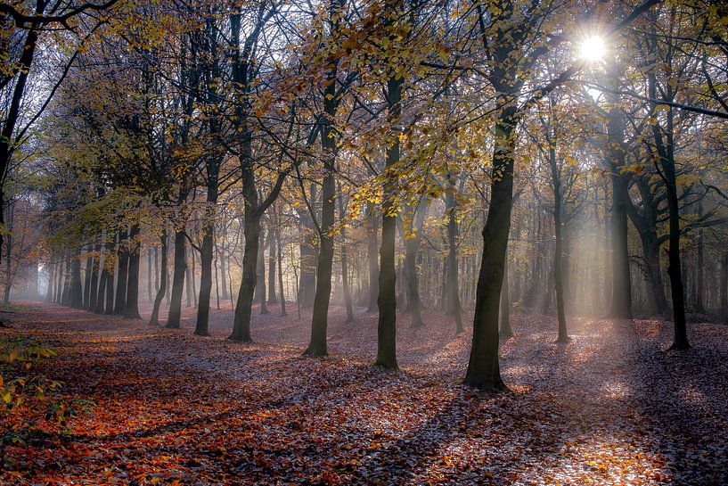 Bredelaan in the sun by peterheinspictures