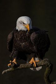 bald eagle sur Freddy Van den Buijs