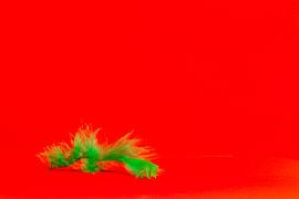 contrasting feather by voorDEfoto