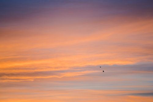 sunset with two birds flying by