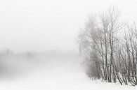 Une forêt dans la brume par Max Schiefele Aperçu