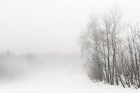 Forest in mist