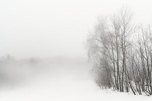 Une forêt dans la brume sur Max Schiefele